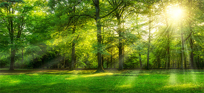 Startseite Wald Wald: Sonne scheint durch den schattigen Laubwald