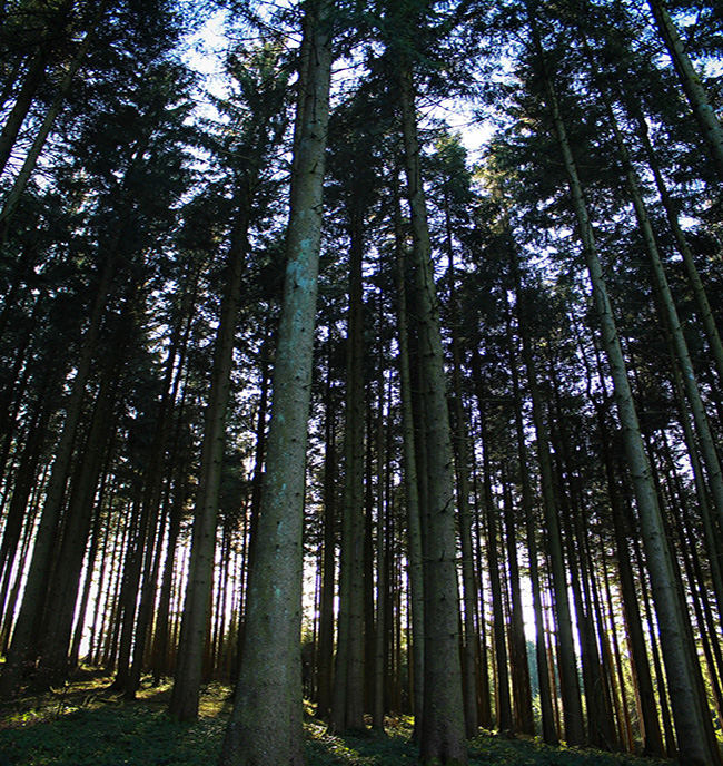 Nadelwald Nadelwald mit etwas lichtdurchfall